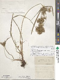 Cyperus strigosus image