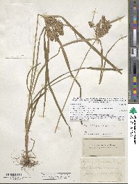 Cyperus strigosus image