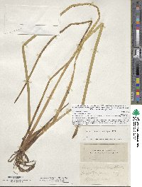 Eleocharis equisetoides image