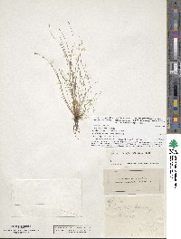 Eleocharis intermedia image