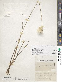 Image of Eriophorum gracile