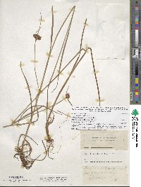 Eriophorum virginicum image