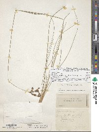 Image of Fimbristylis puberula