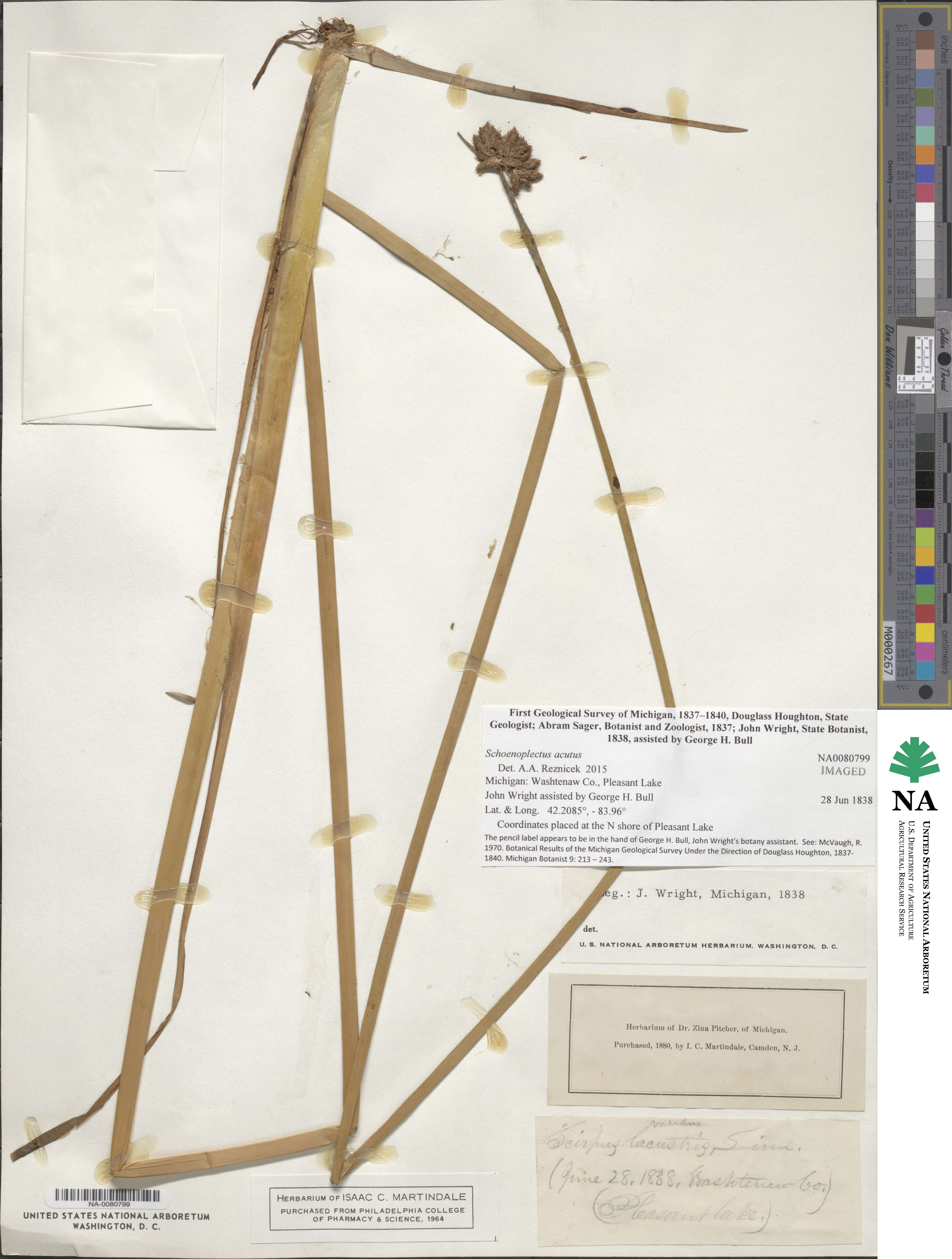 Schoenoplectus acutus image