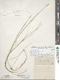 Schoenoplectus subterminalis image