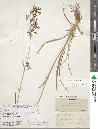 Image of Scirpus pendulus