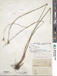 Scleria triglomerata image