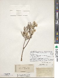 Salix candida image