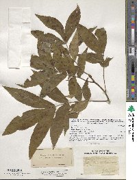 Carya cordiformis image