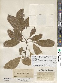 Quercus imbricaria image