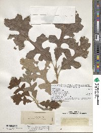 Quercus macrocarpa image