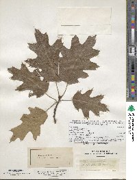 Quercus rubra image