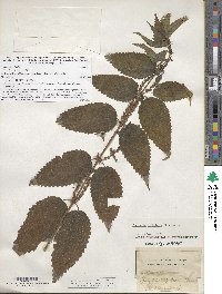 Boehmeria cylindrica image