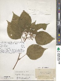 Laportea canadensis image