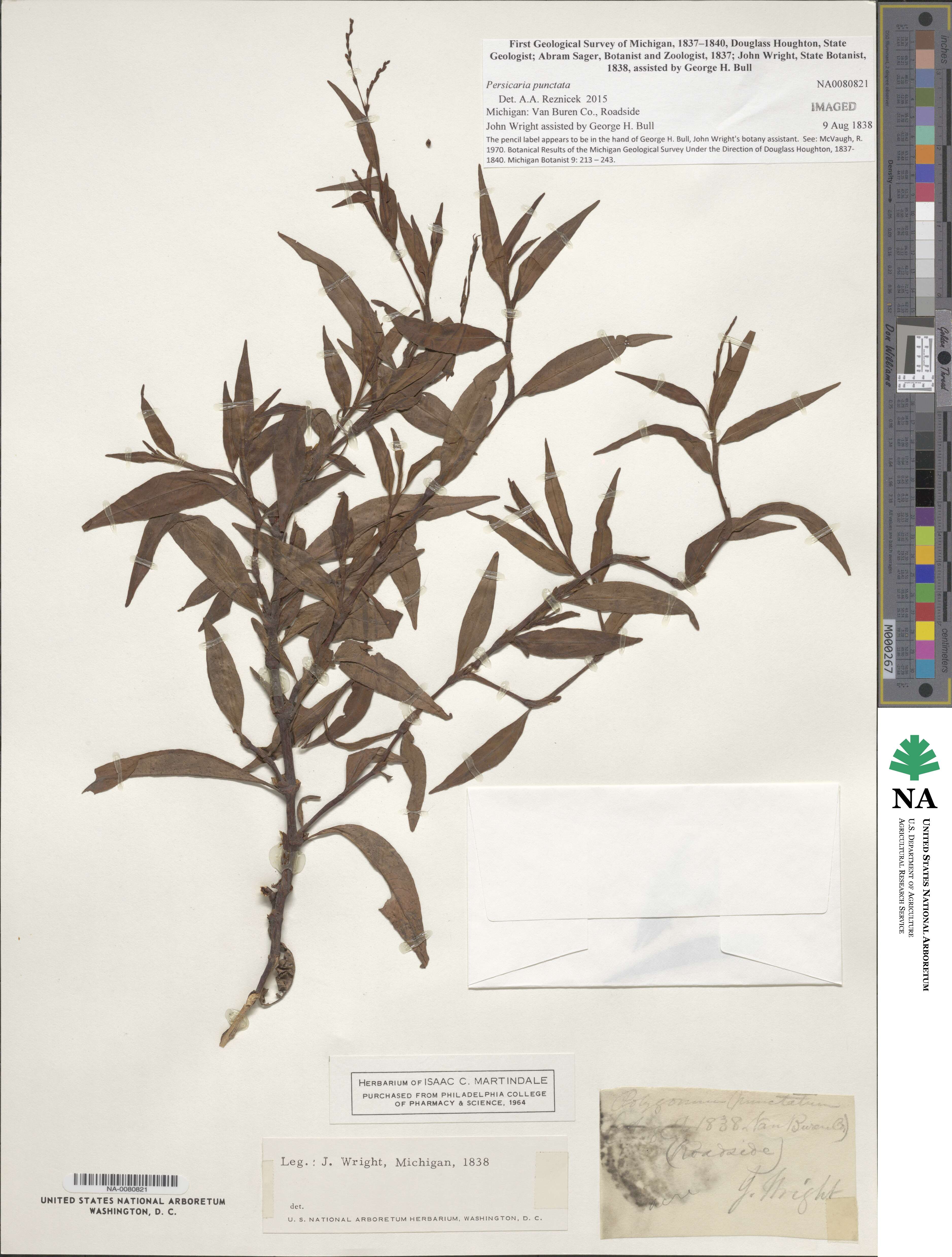 Persicaria punctata image
