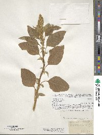 Amaranthus retroflexus image