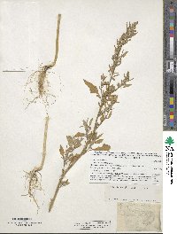 Chenopodium album image