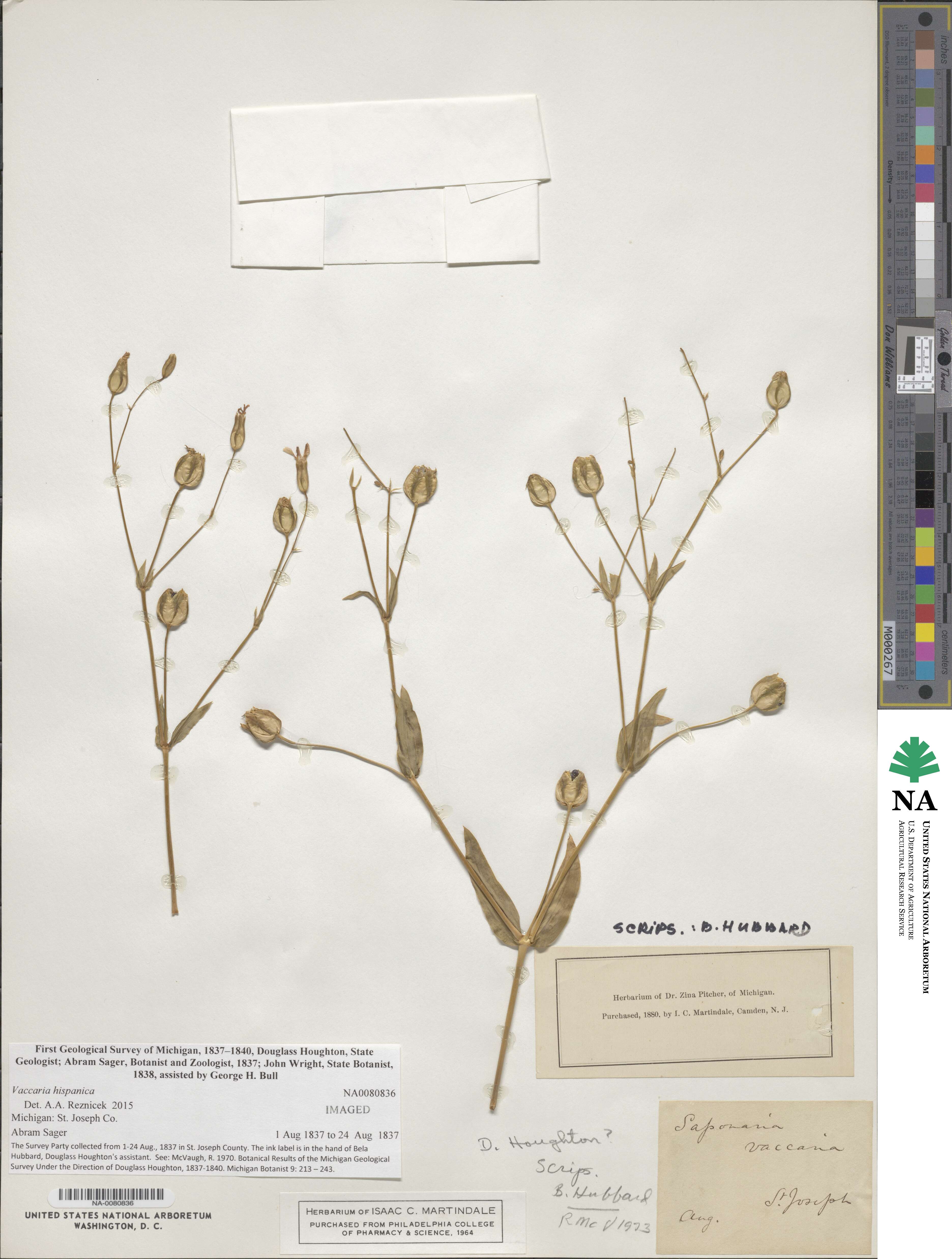 Gypsophila image