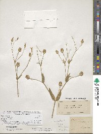 Image of Gypsophila vaccaria