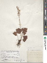 Tiarella cordifolia image