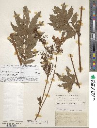 Filipendula rubra image