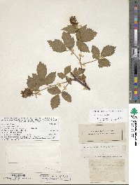 Rubus pensilvanicus image