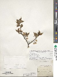 Prunus americana image