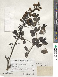 Baptisia alba image