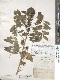 Senna hebecarpa image