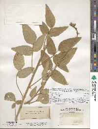 Image of Desmodium illinoense