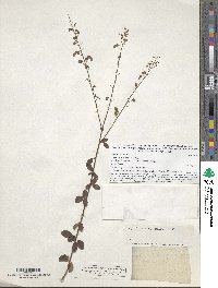 Desmodium ciliare image