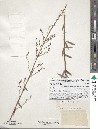 Desmodium sessilifolium image