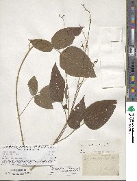 Image of Desmodium cuspidatum