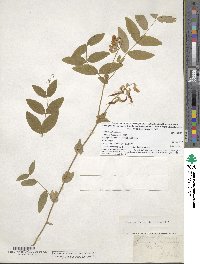 Lathyrus ochroleucus image