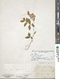 Lathyrus ochroleucus image