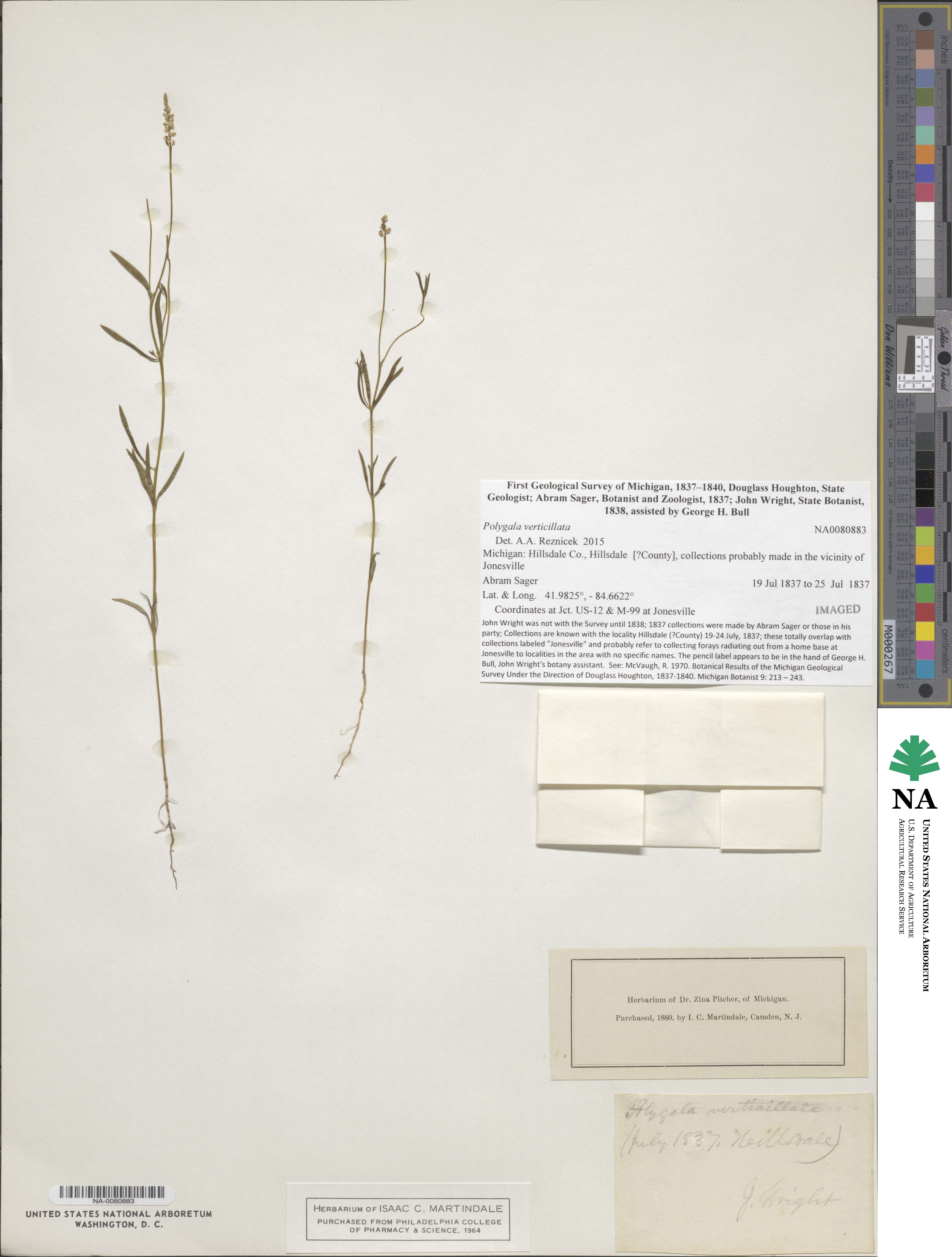 Polygala verticillata image