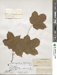 Acer nigrum image