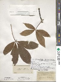 Aesculus glabra image