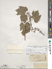 Vitis riparia image