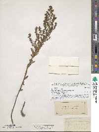 Lechea mucronata image