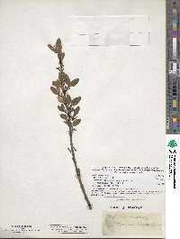 Shepherdia canadensis image