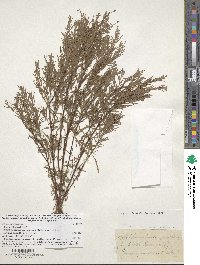 Epilobium leptophyllum image