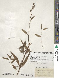 Ludwigia alternifolia image