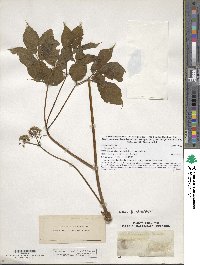 Aralia nudicaulis image