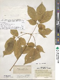 Image of Panax quinquefolius