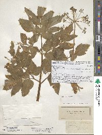 Angelica atropurpurea image