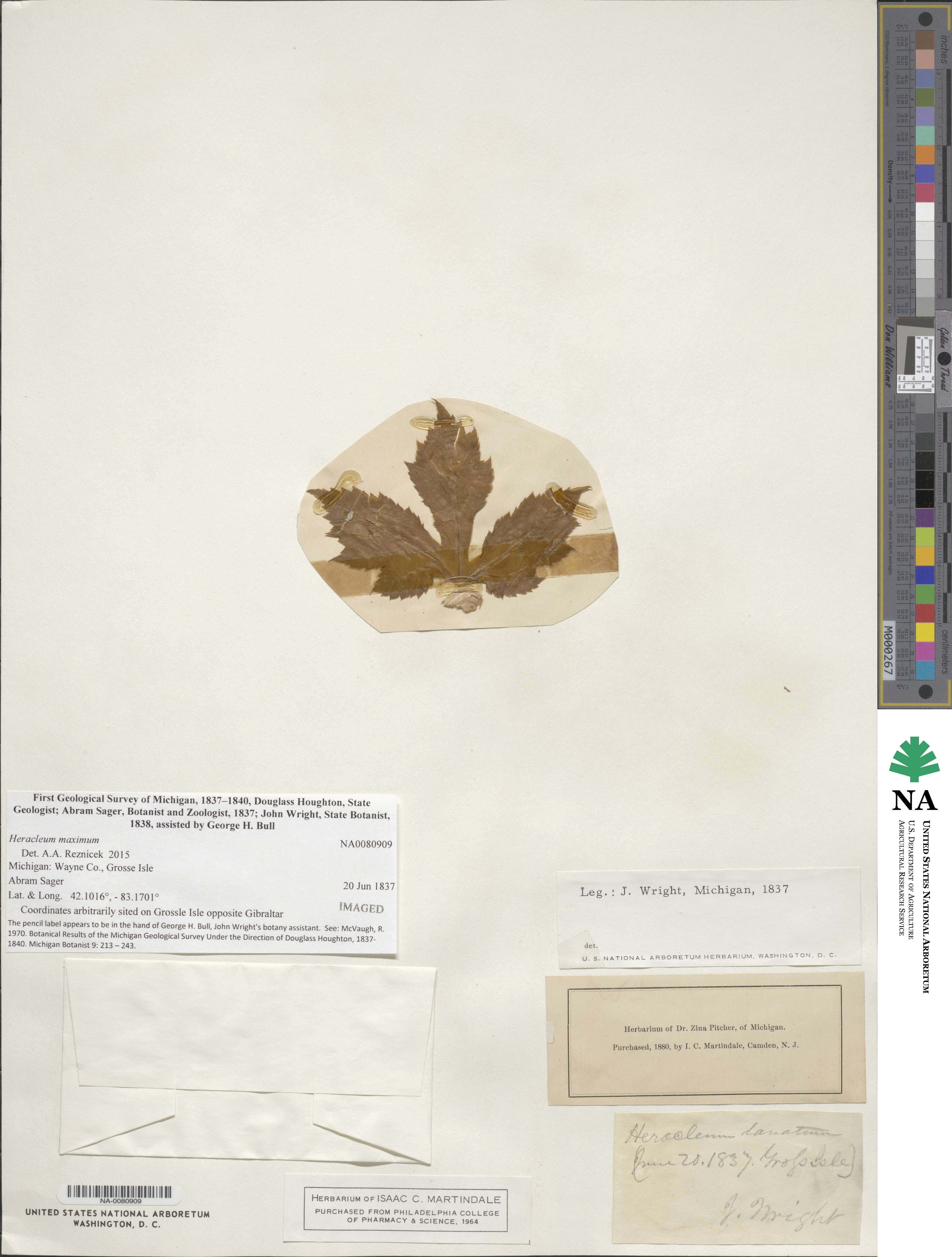Heracleum sphondylium image
