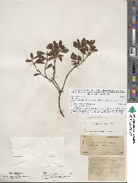 Arctostaphylos uva-ursi image