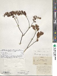 Chamaedaphne calyculata image