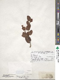 Epigaea repens image